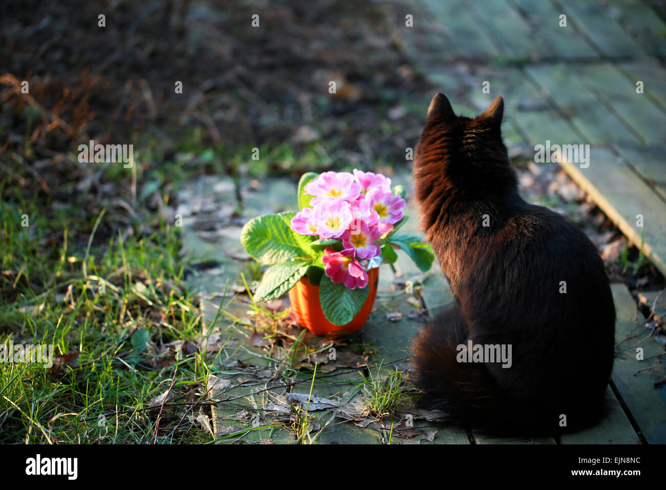 Black cat sits by a saintpaulia flower pot in a spring afternoon Stock Photo