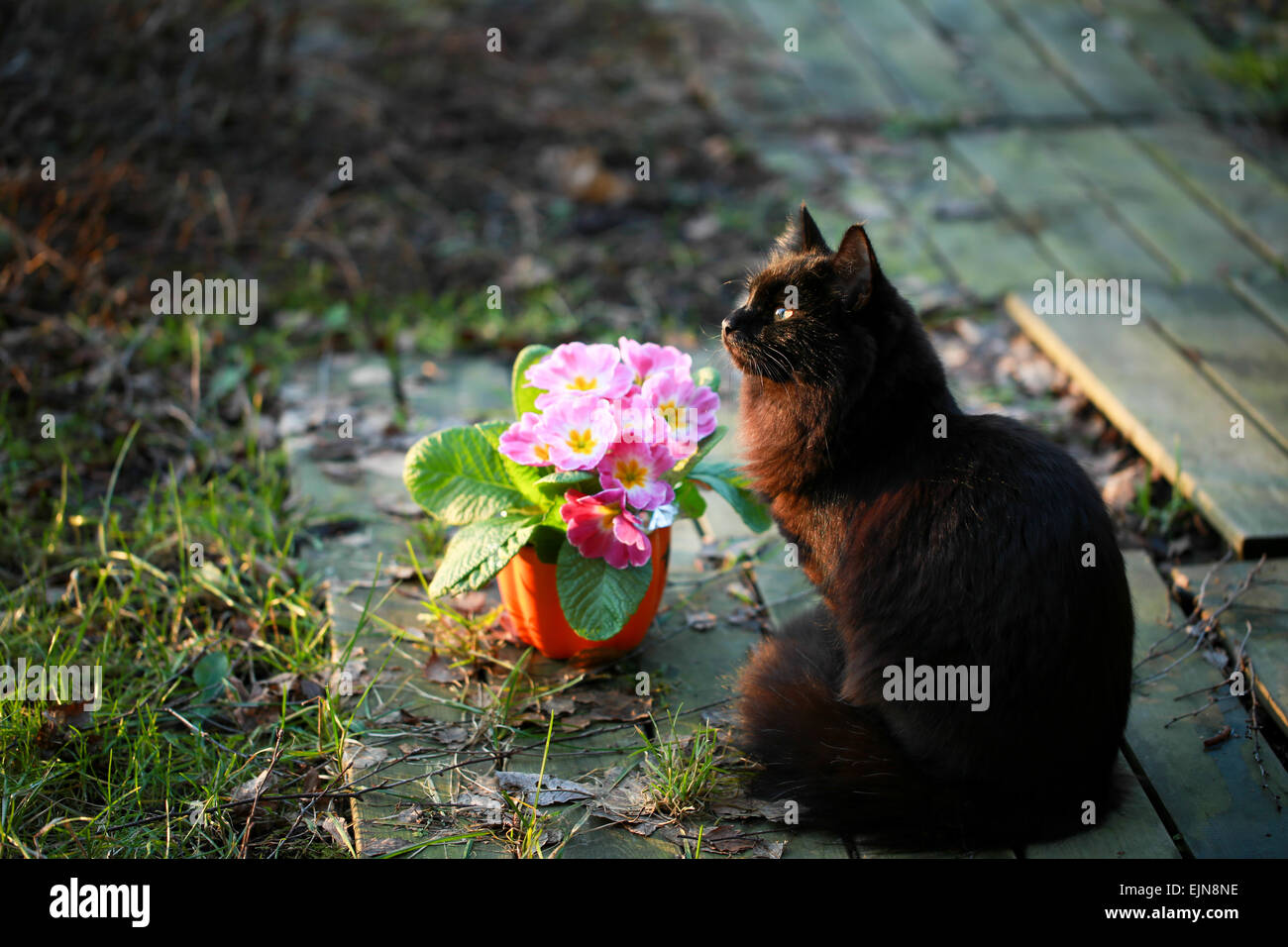 Black cat sits by a saintpaulia flower pot in a spring afternoon Stock Photo