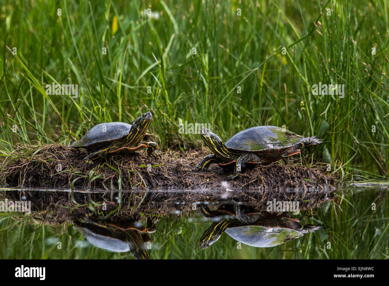 Two painted turtles Stock Photo