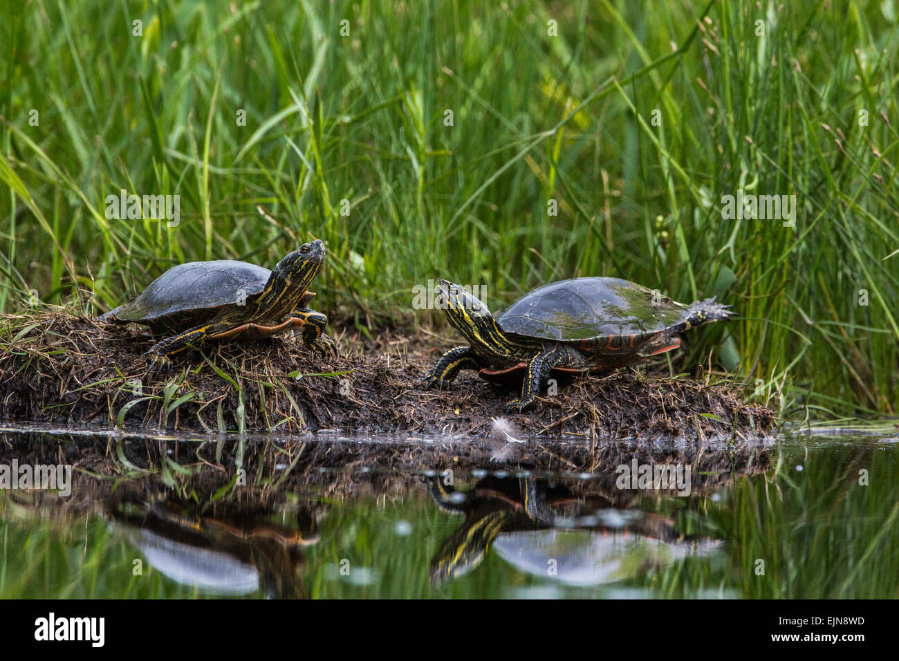 Two painted turtles Stock Photo