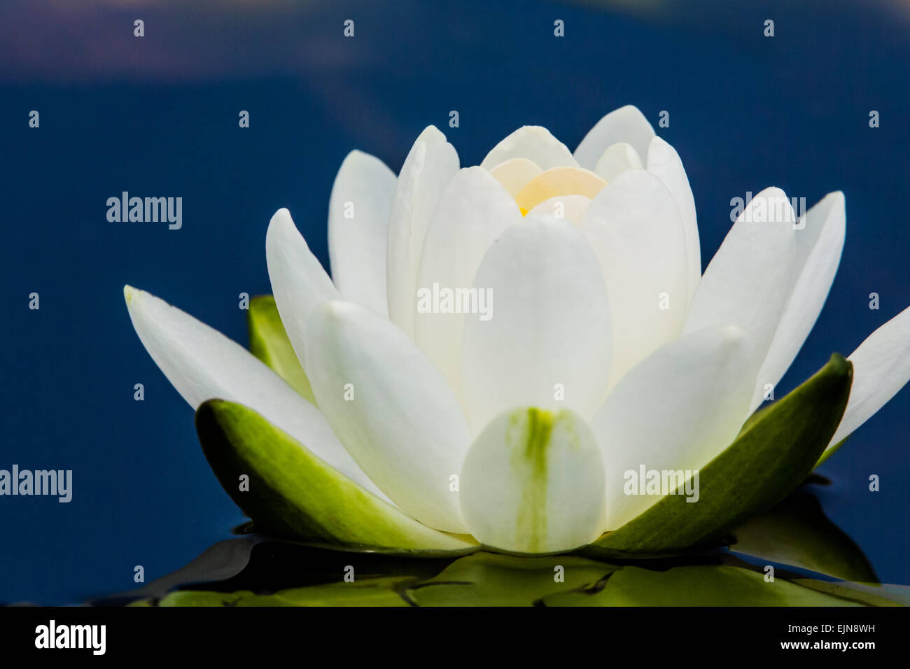 American white water lily hi-res stock photography and images - Alamy