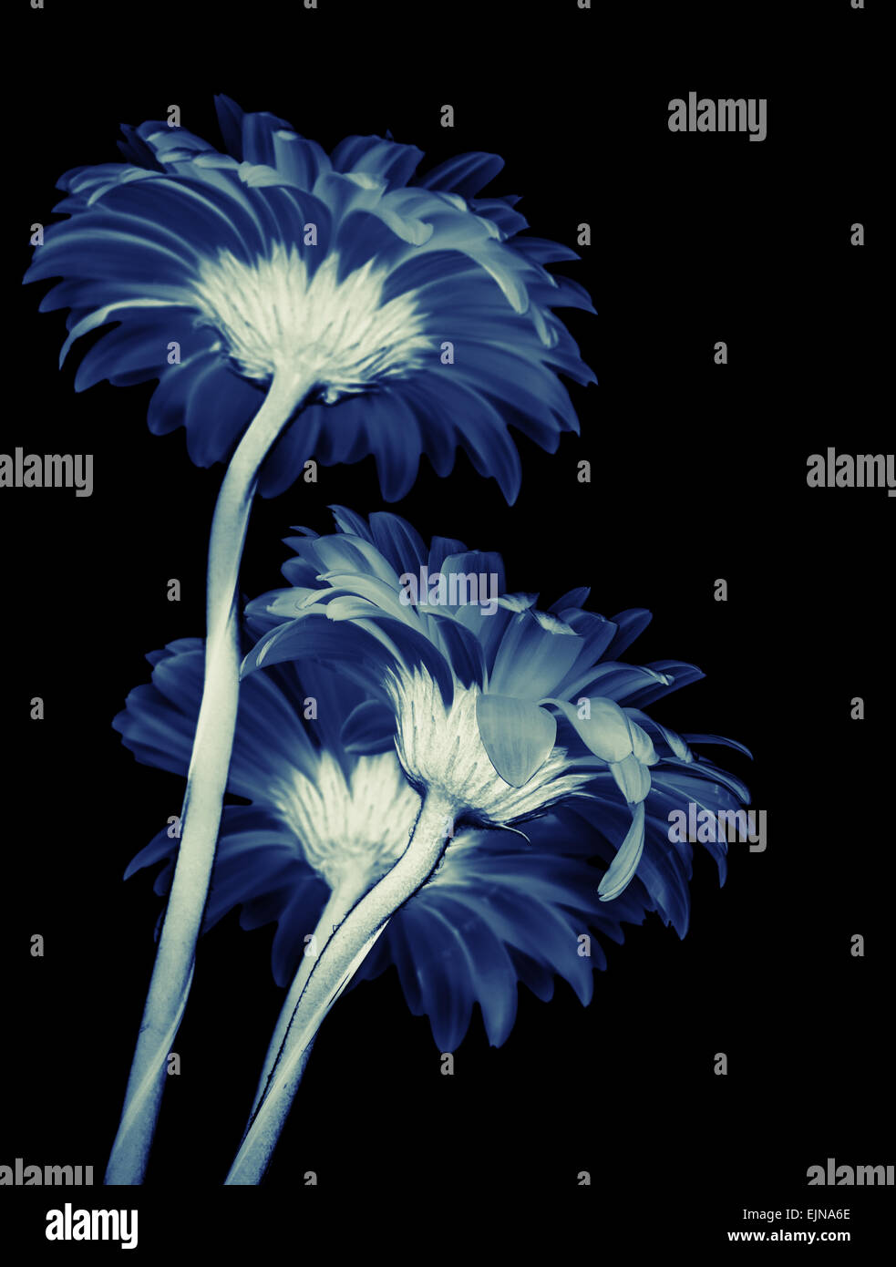 Gerbera flowers isolated on black background, blue toned stylized macro photo with shallow DOF Stock Photo