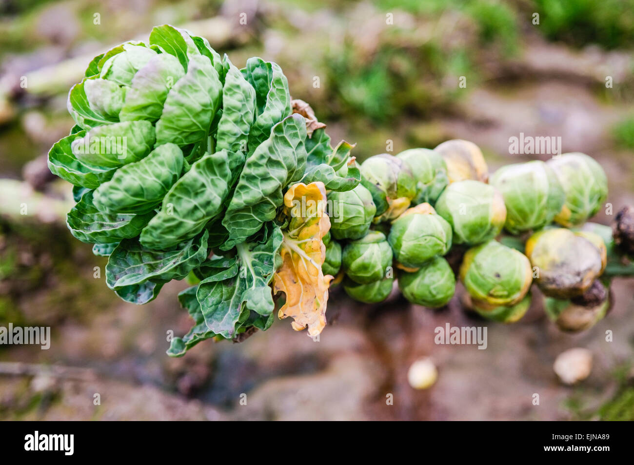 Brussel sprouts growing in a field Stock Photo Alamy