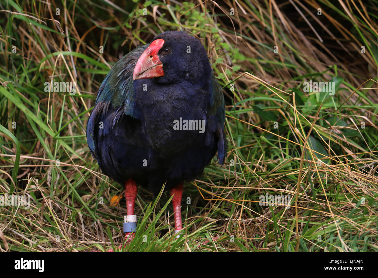takahe endangered flightless bird indigenous to New Zealand at Zealandia  Preserve Wellington Stock Photo