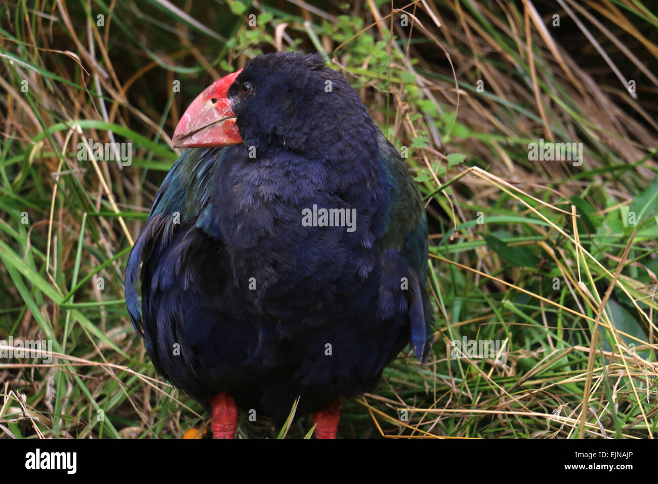 takahe endangered flightless bird indigenous to New Zealand at Zealandia  Preserve Wellington Stock Photo