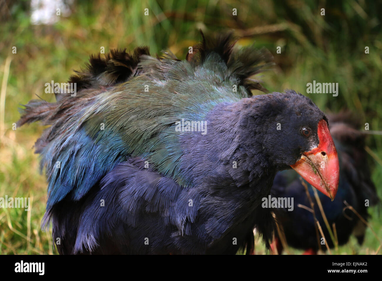 takahe endangered flightless bird indigenous to New Zealand at Zealandia  Preserve Wellington Stock Photo