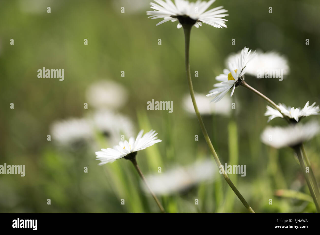 Daisy flowers dancing in the wind against a blurred green backdrop with