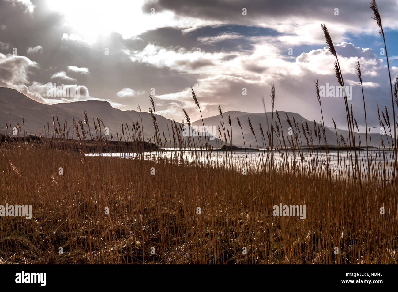 Reed beds on Bellaganny Strand near Ardara County Donegal Ireland Stock Photo