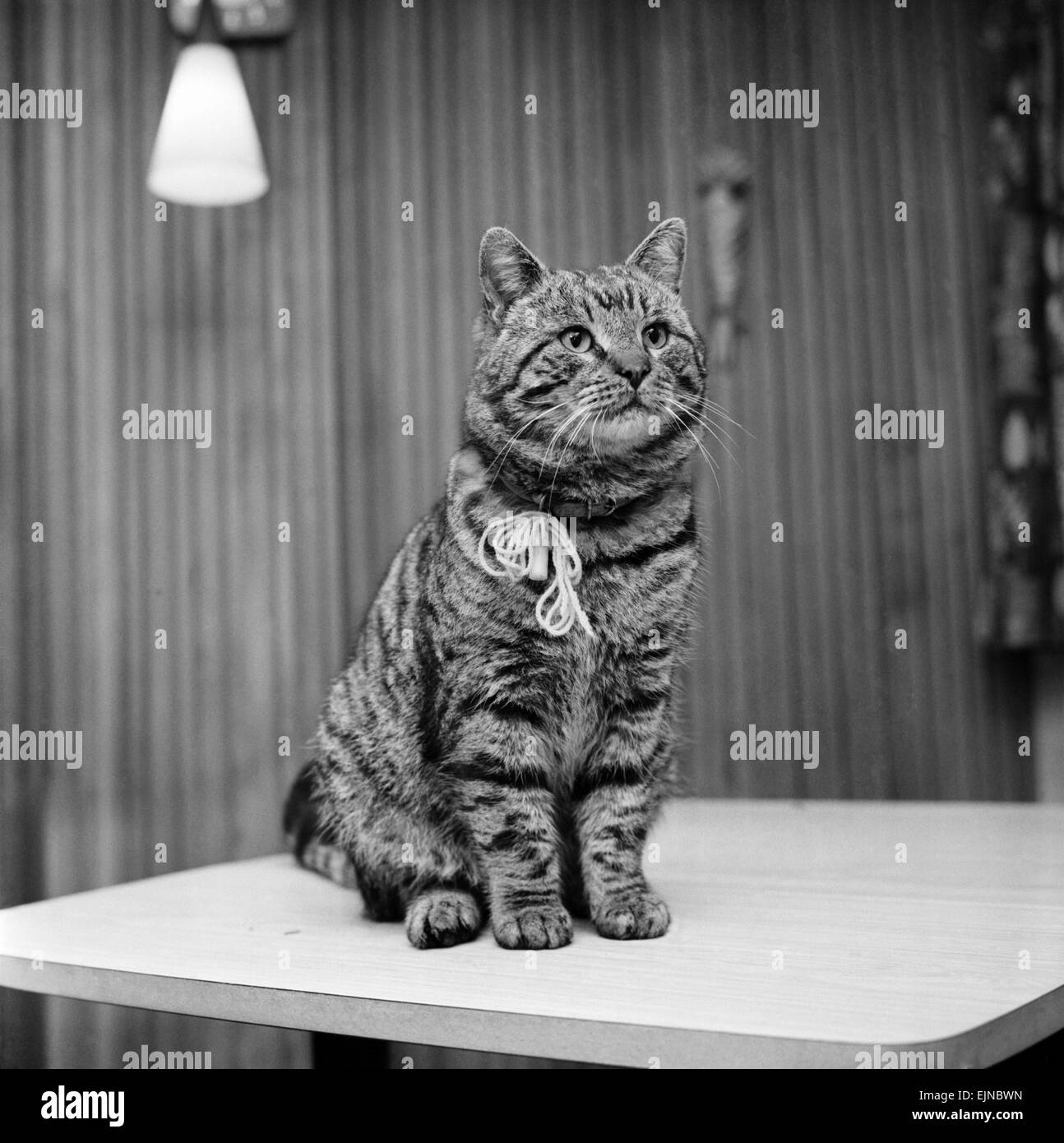 Jasper the cat with two homes. February 1972 72-1482-001 Stock Photo