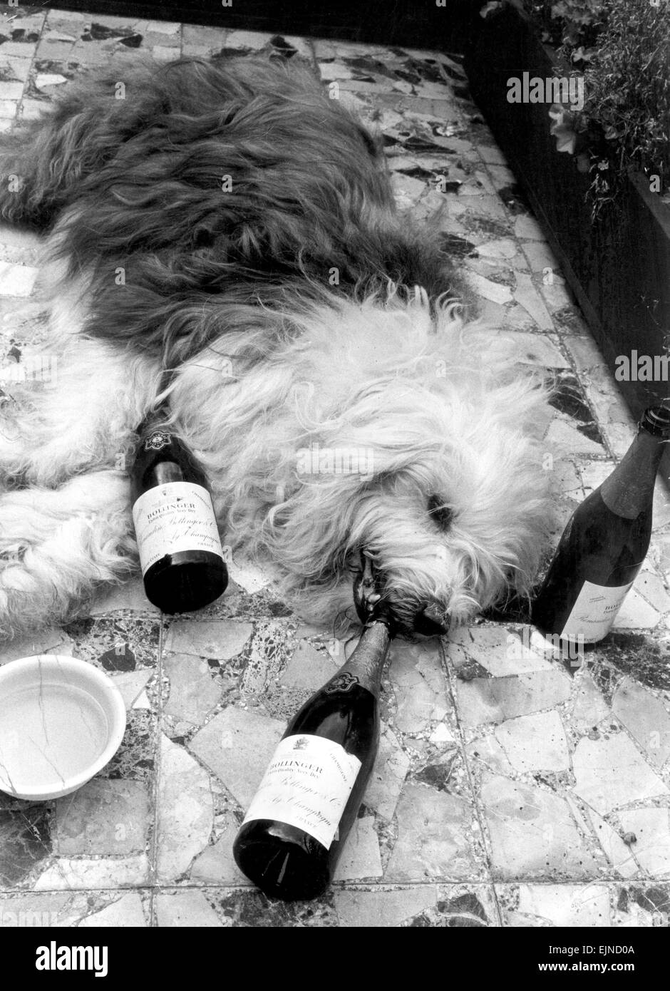 Dash the Old English Sheepdog, takes a rest at a Landon Hotel following his retirement party after 11 years appearing in advertising and television commercials as the Dulux dog. He and his owner Eve Sharpe were given a farewell party where they were given a John Beswick China model of an Old English Sheepdog by ICI as a token of their appreciation. 22nd August 1972. Stock Photo