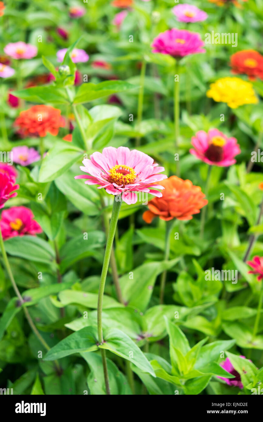 Zinnia growing in vegetable and flower garden at Chateau de Chenonceau in the Indre-et-Loire, France Stock Photo
