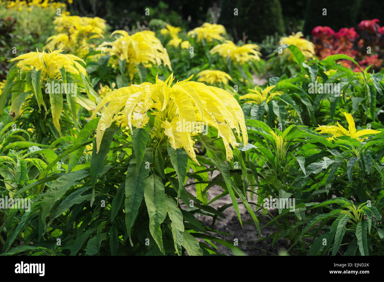Amaranthus 'tricolor aurora' growing in vegetable and flower garden at Chateau de Chenonceau in the Indre-et-Loire, France Stock Photo