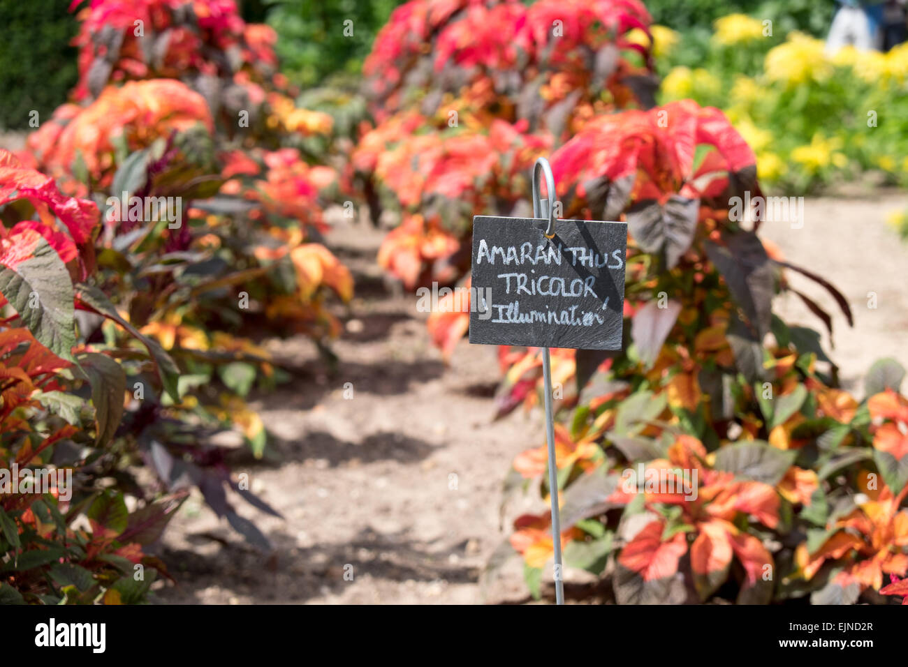 Amaranthus 'tricolor' growing in vegetable and flower garden at Chateau de Chenonceau in the Indre-et-Loire, France Stock Photo
