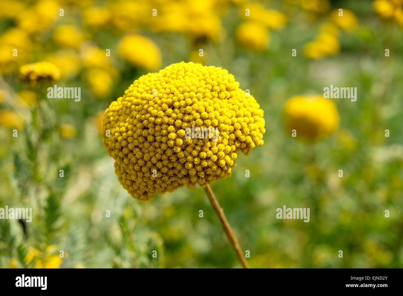 Achillea flower in Vegetable and flower garden at Chateau de Chenonceau in the Indre-et-Loire, France Stock Photo