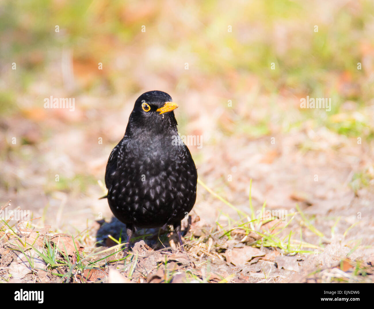 Male Eurasian common blackbird sitting on the ground Stock Photo - Alamy