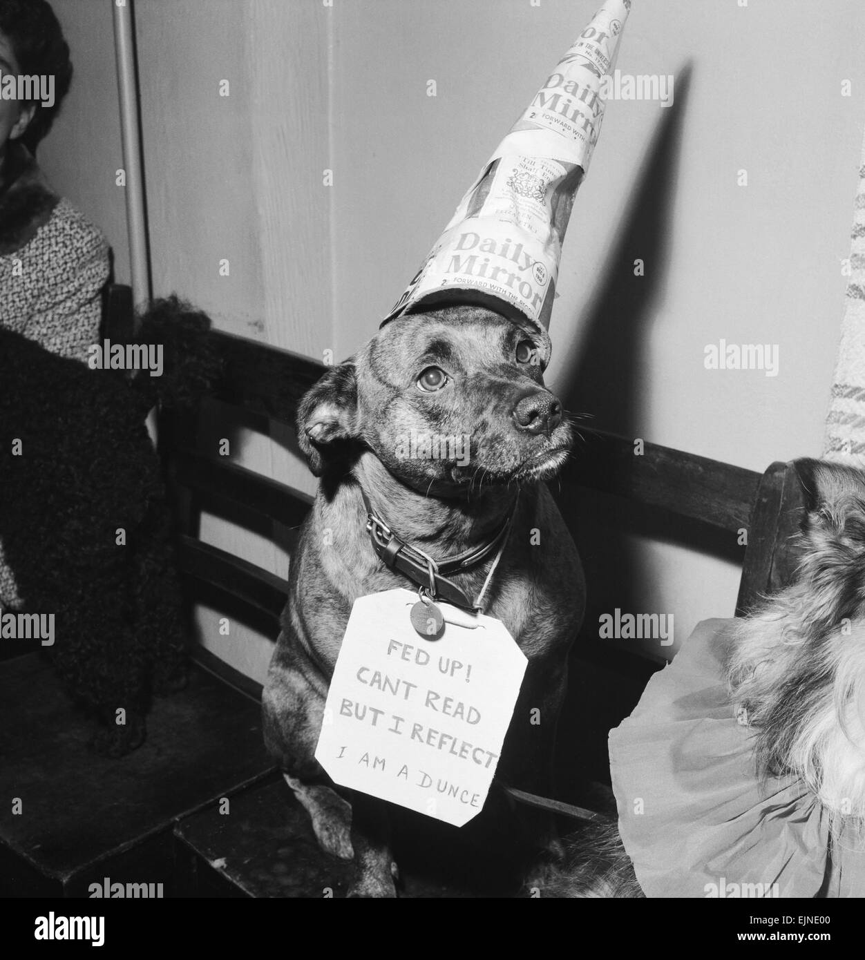 Sally the dog, wearing a Daily Mirror hat at the fancy dress competition at an annual dogs Christmas party in Combe Dingol, Bristol. 8th December 1958. Stock Photo