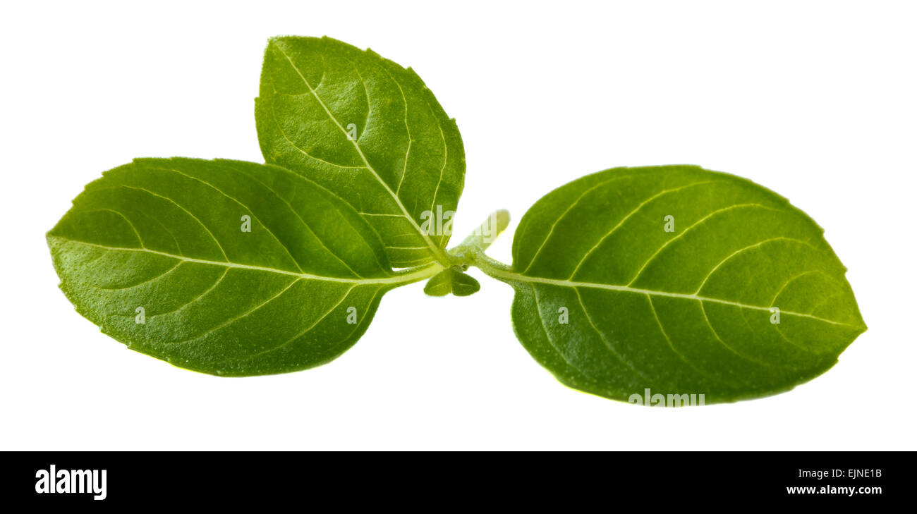 Fresh basil leaves isolated on white background Stock Photo