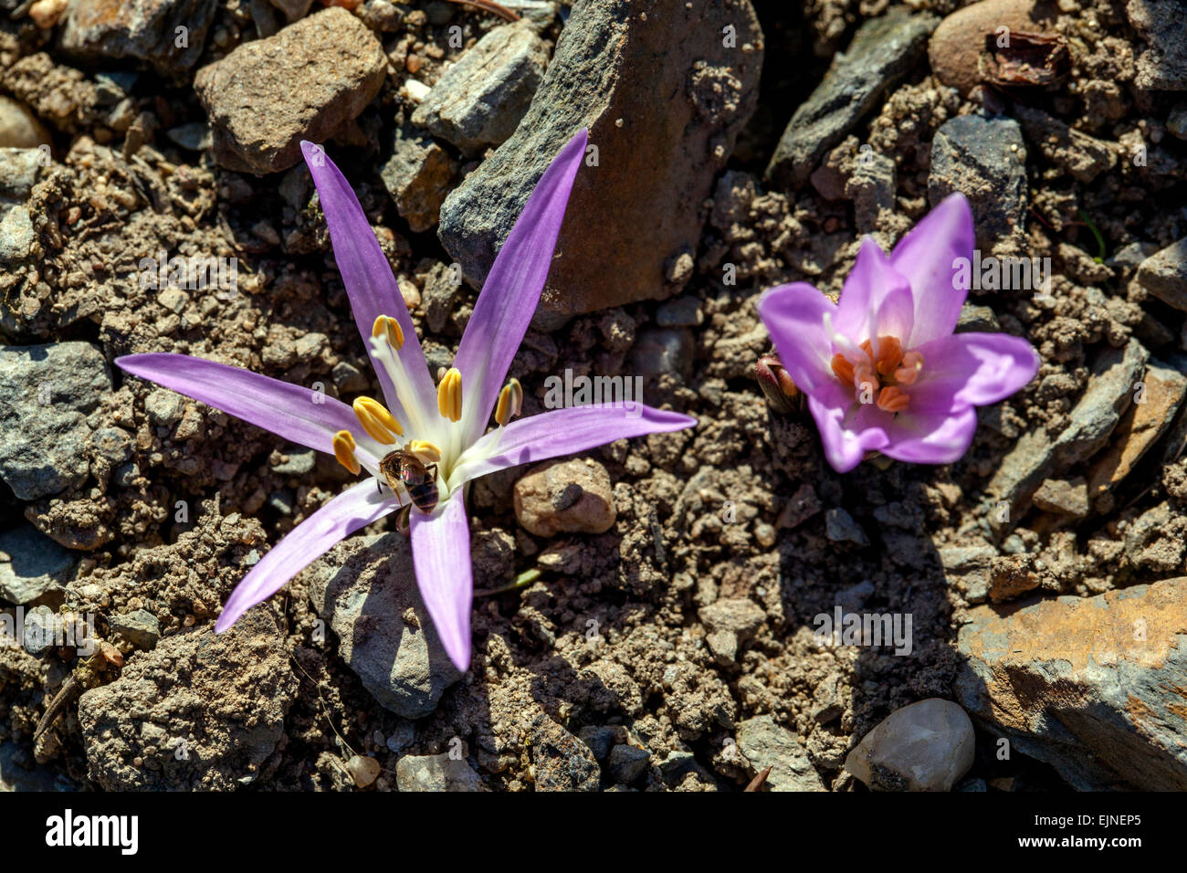 First Spring flowers Meadow saffron Bulbocodium vernum is an alpine bulbous plant for rockery March flower opening growing up soil ground alpine plant Stock Photo