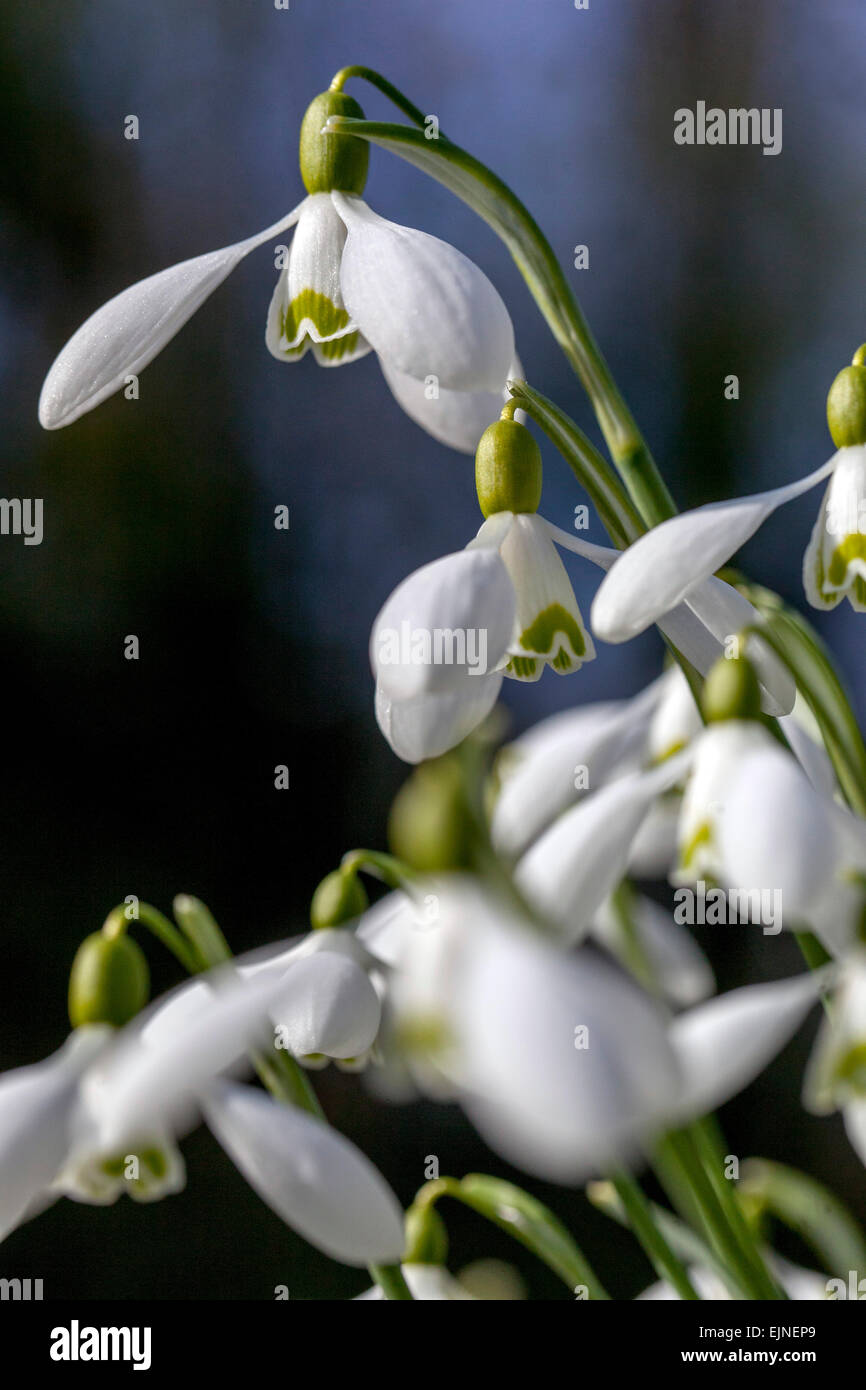 Snowdrop, Galanthus nivalis Stock Photo