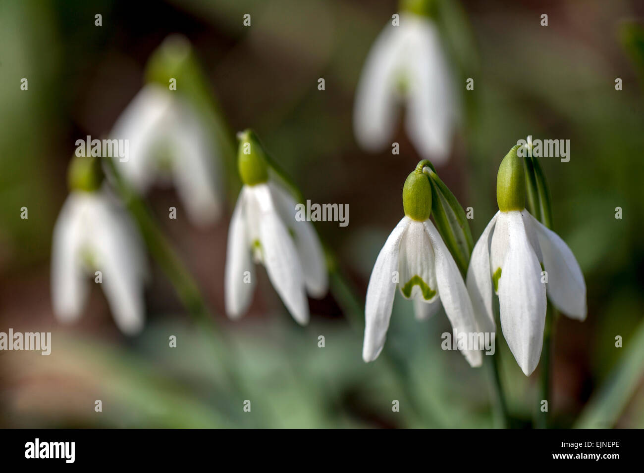 Galanthus nivalis, snowdrop Stock Photo