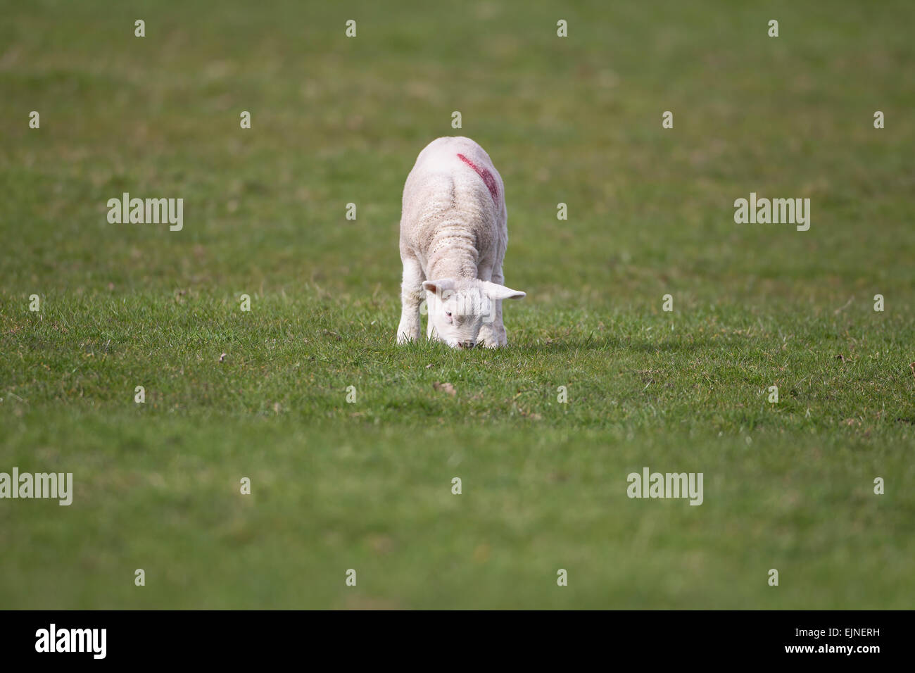 English spring lamb eating grass on farmland Stock Photo Alamy
