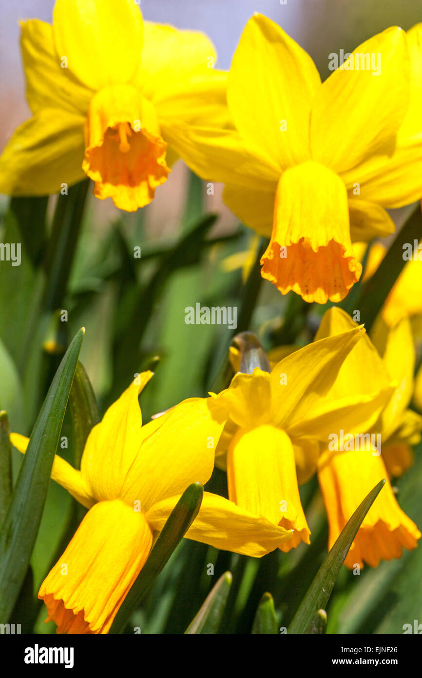 Spring garden flowers Yellow Daffodils detail Narcissus Stock Photo Alamy