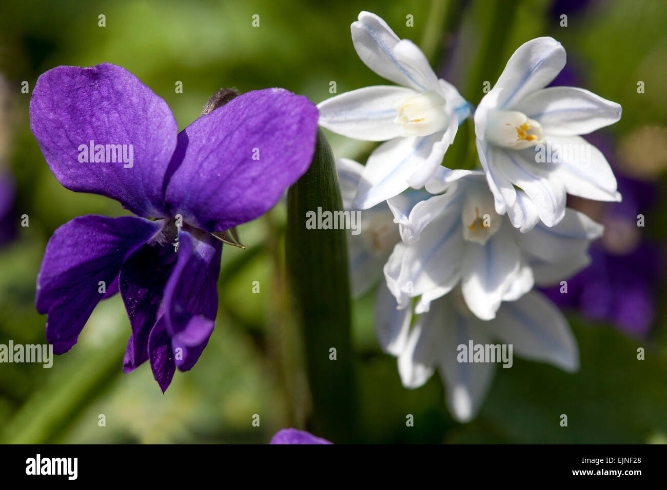 Sweet violet flowers Viola odorata Scilla mischtschenkoana Stock Photo