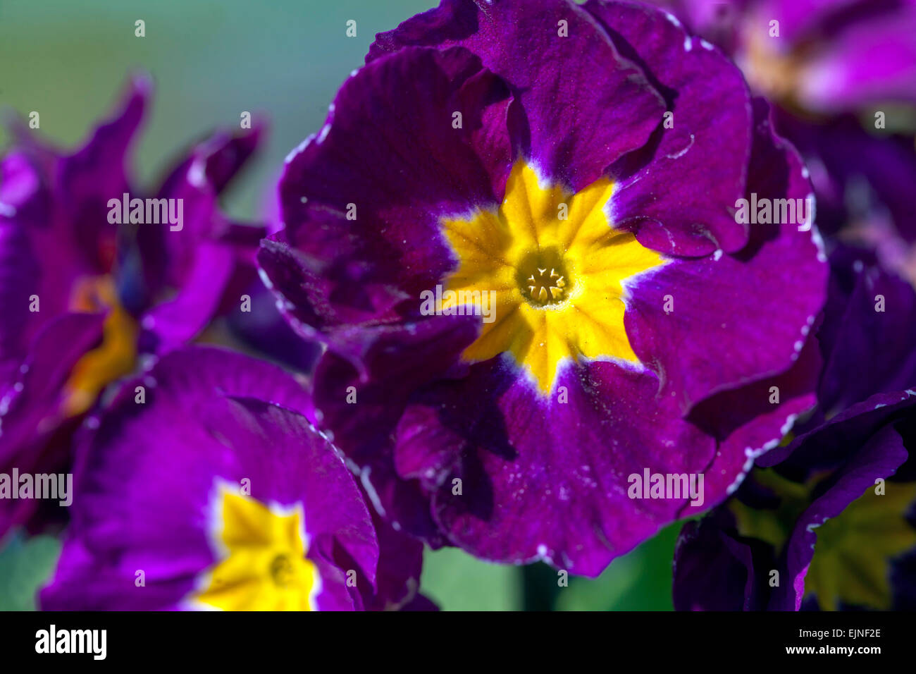 Primrose, Primula acaulis, Primroses, Polyanthus close up Stock Photo