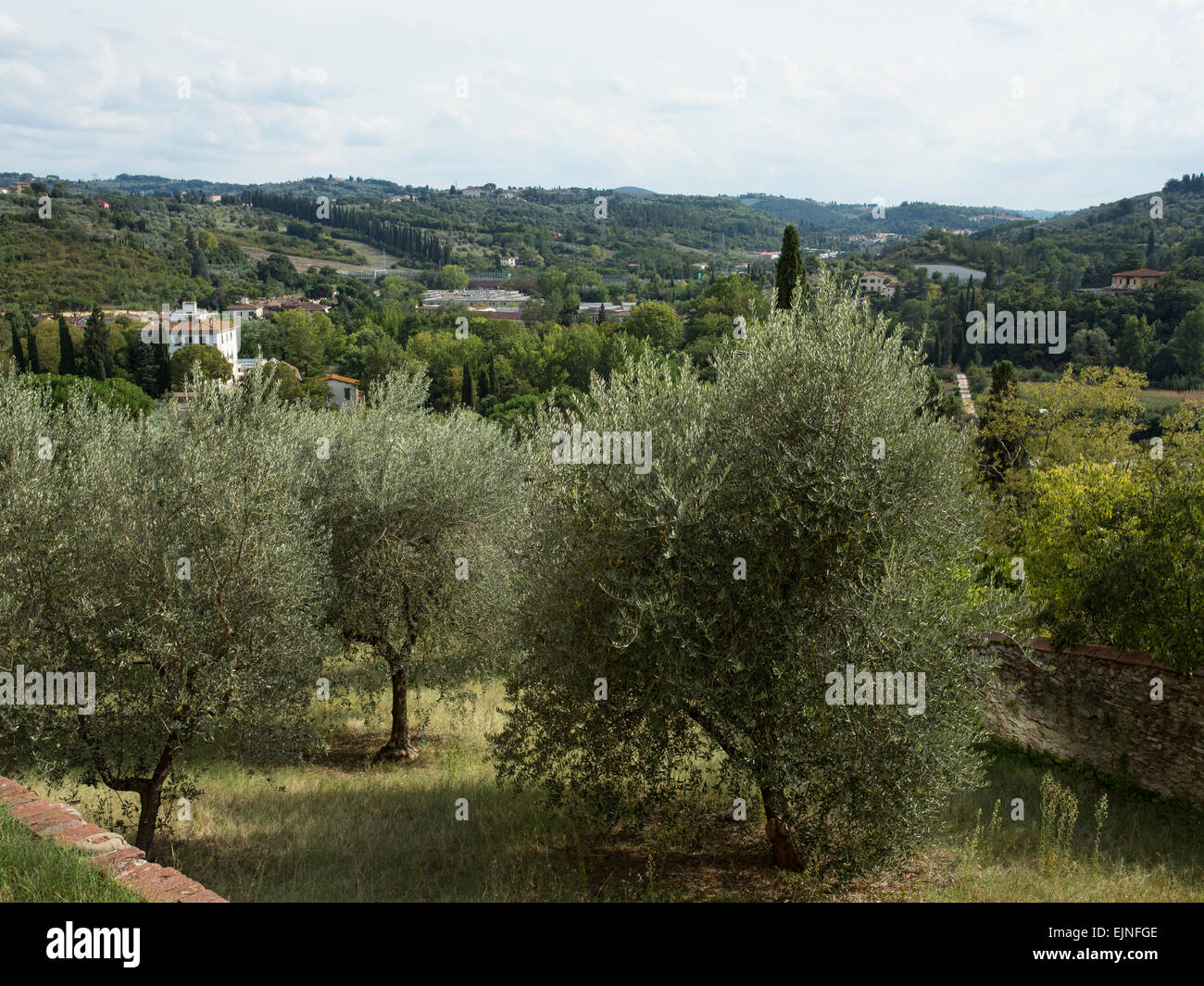 Florence, Italy olive trees rolling hills Stock Photo Alamy