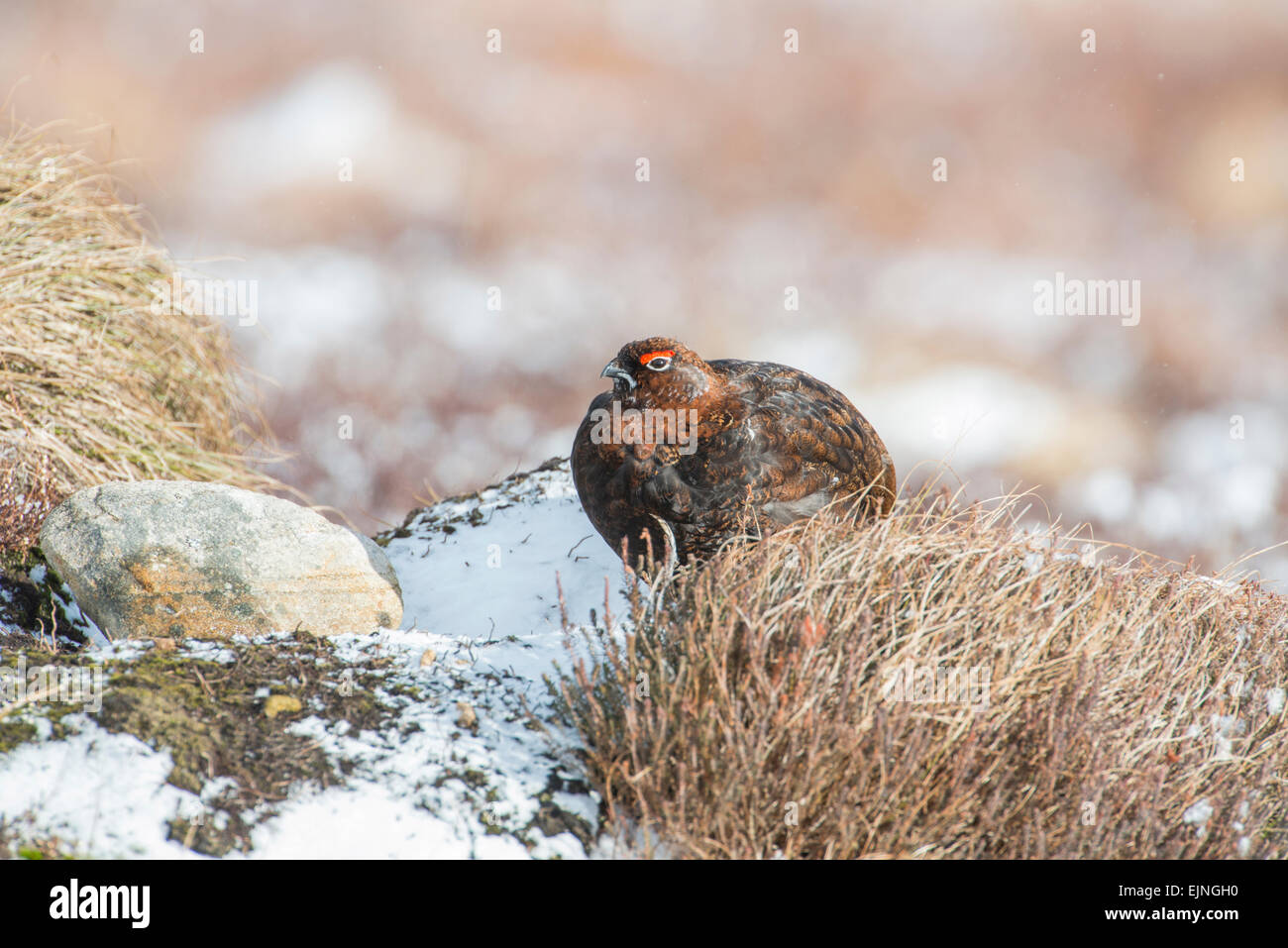 Red grouse (Lagopus lagopus scotica). The Scottish race of the willow grouse. Adult male. Stock Photo