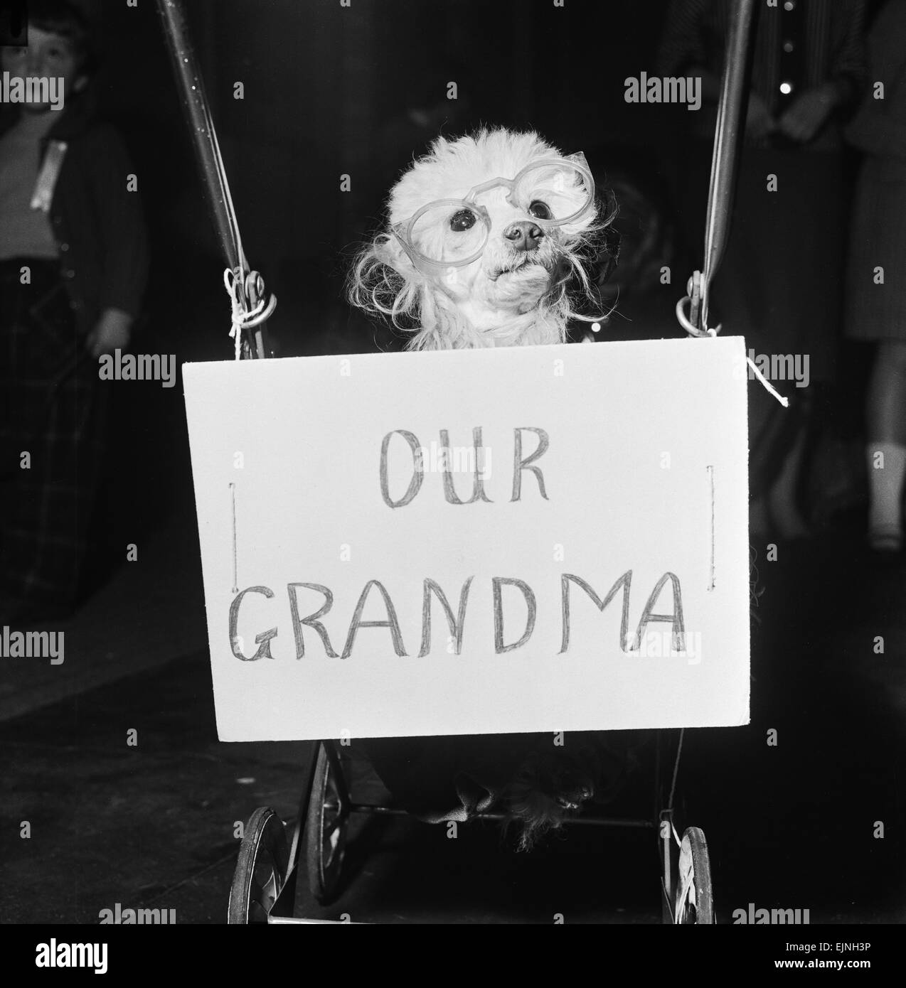 Grandma the dog who won first prize in the fancy dress competition at a dogs Christmas party in Combe Dingol, Bristol. 8th December 1958. Stock Photo