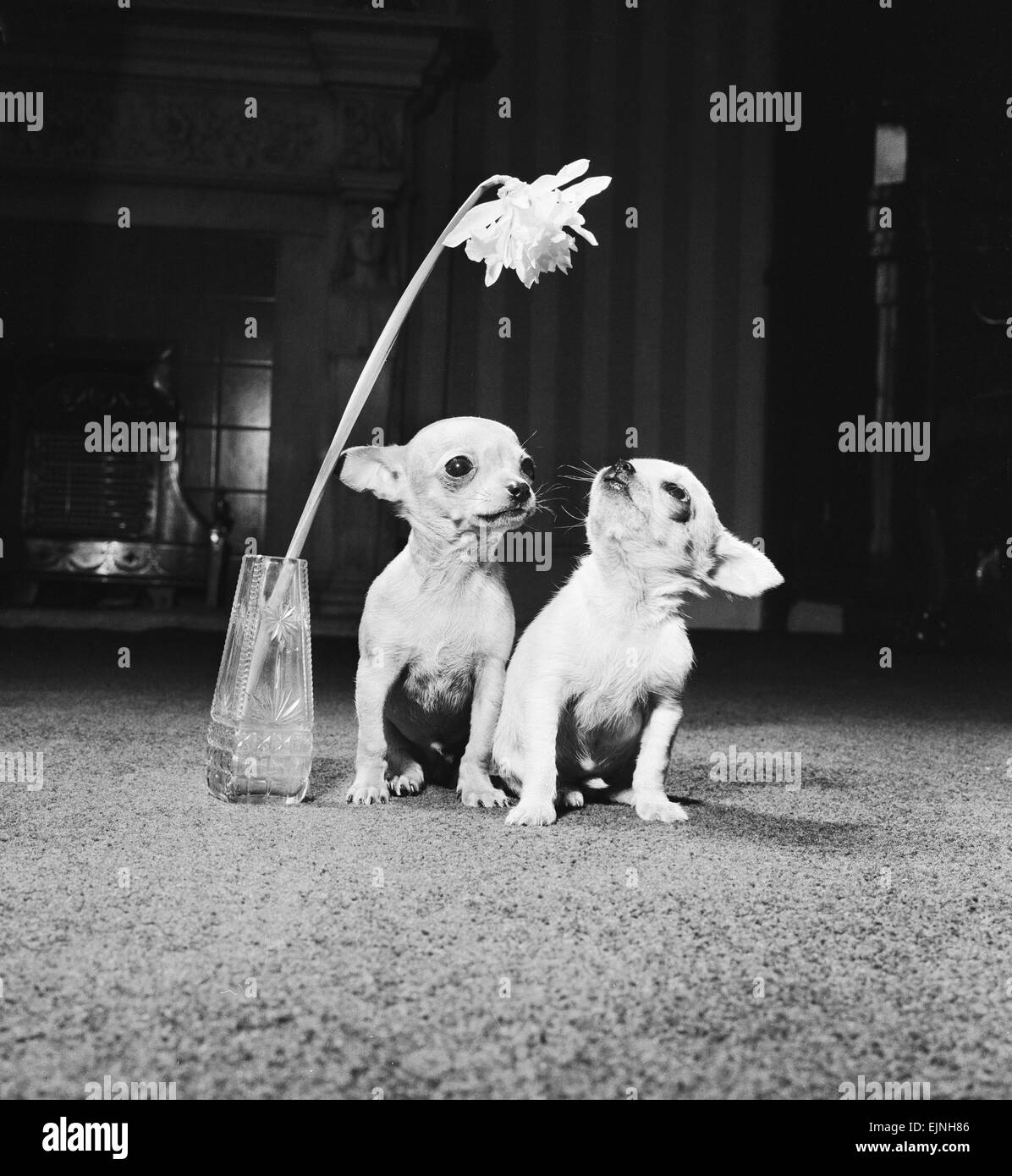 Two pups looking at a flower in a vase. 16th April 1962. Stock Photo