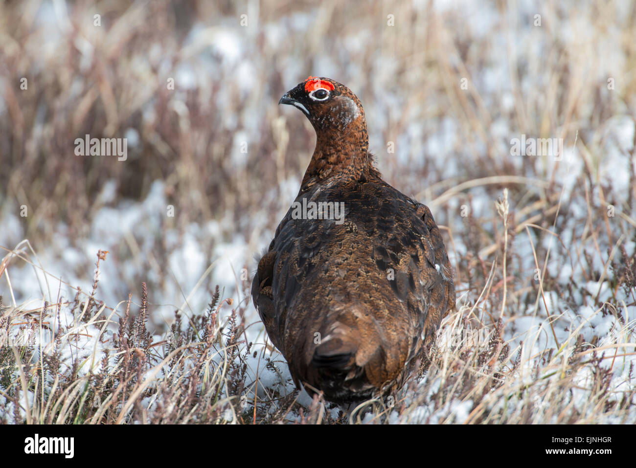 Red grouse (Lagopus lagopus scotica). The Scottish race of the willow grouse. Adult male photographed after a snow storm. Stock Photo