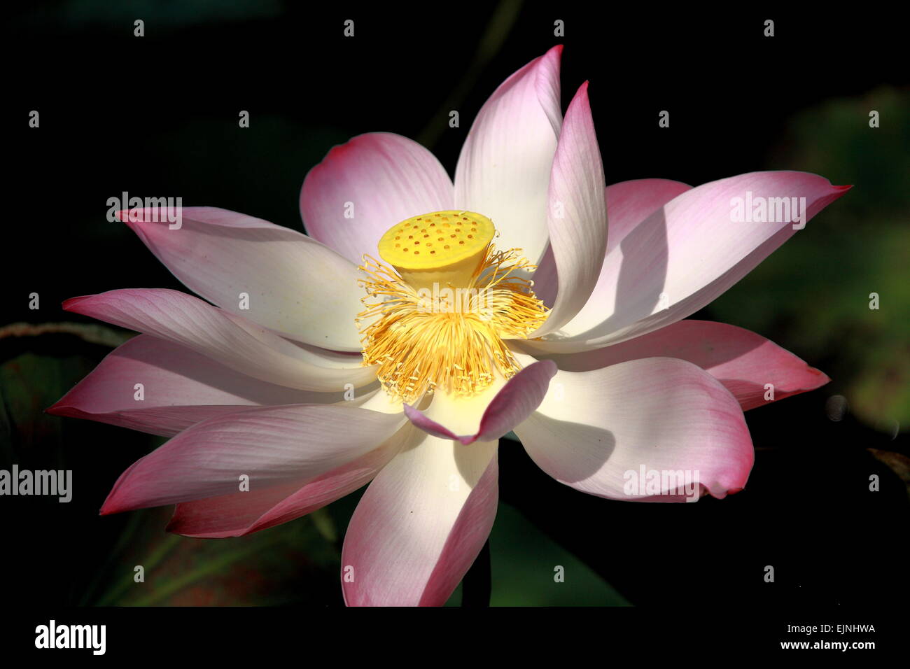 Lotus flower, bloom, blossom Stock Photo