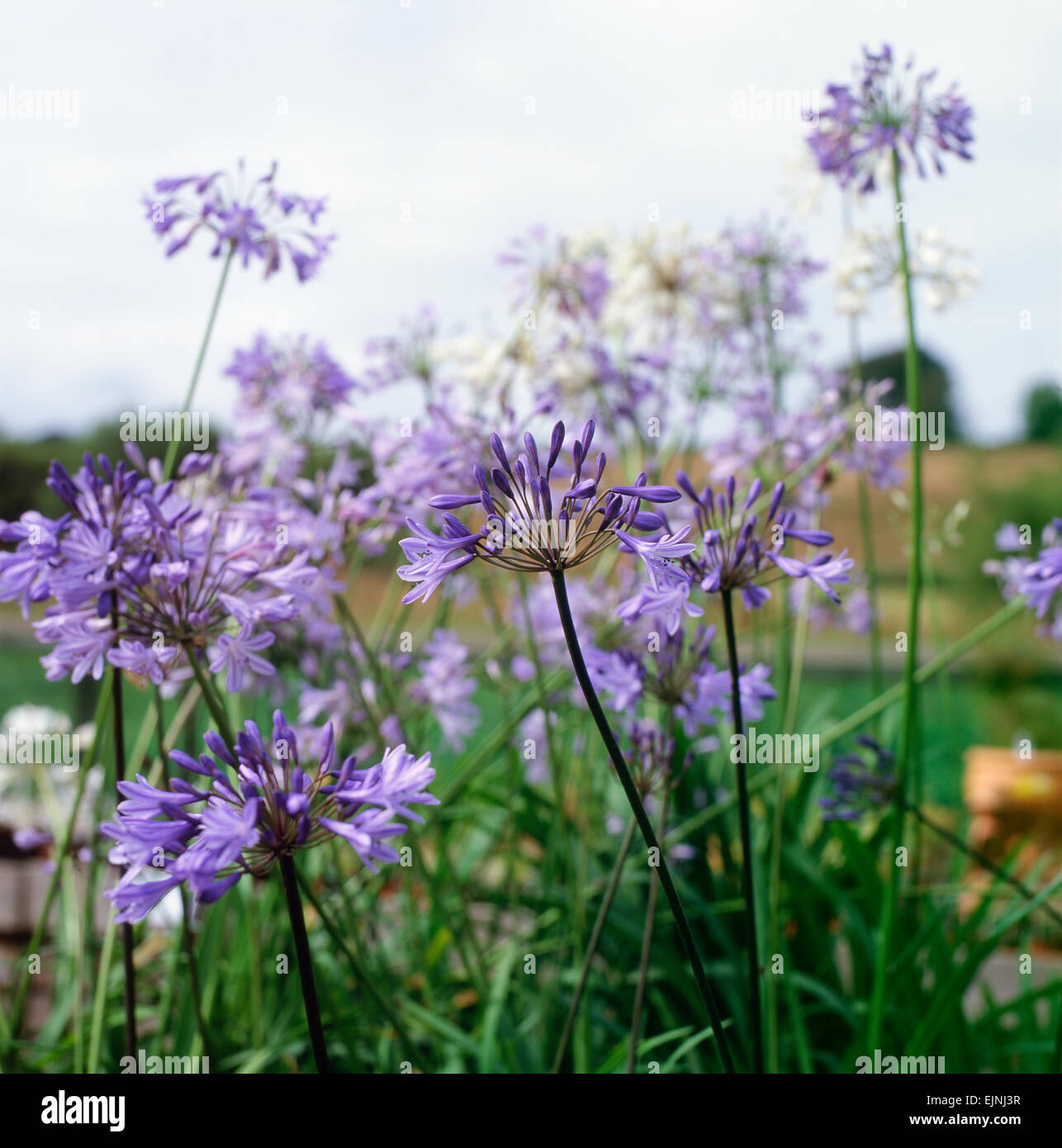 Agapanthus or African Lily in bloom at the National Botanic Garden of Wales UK  KATHY DEWITT Stock Photo