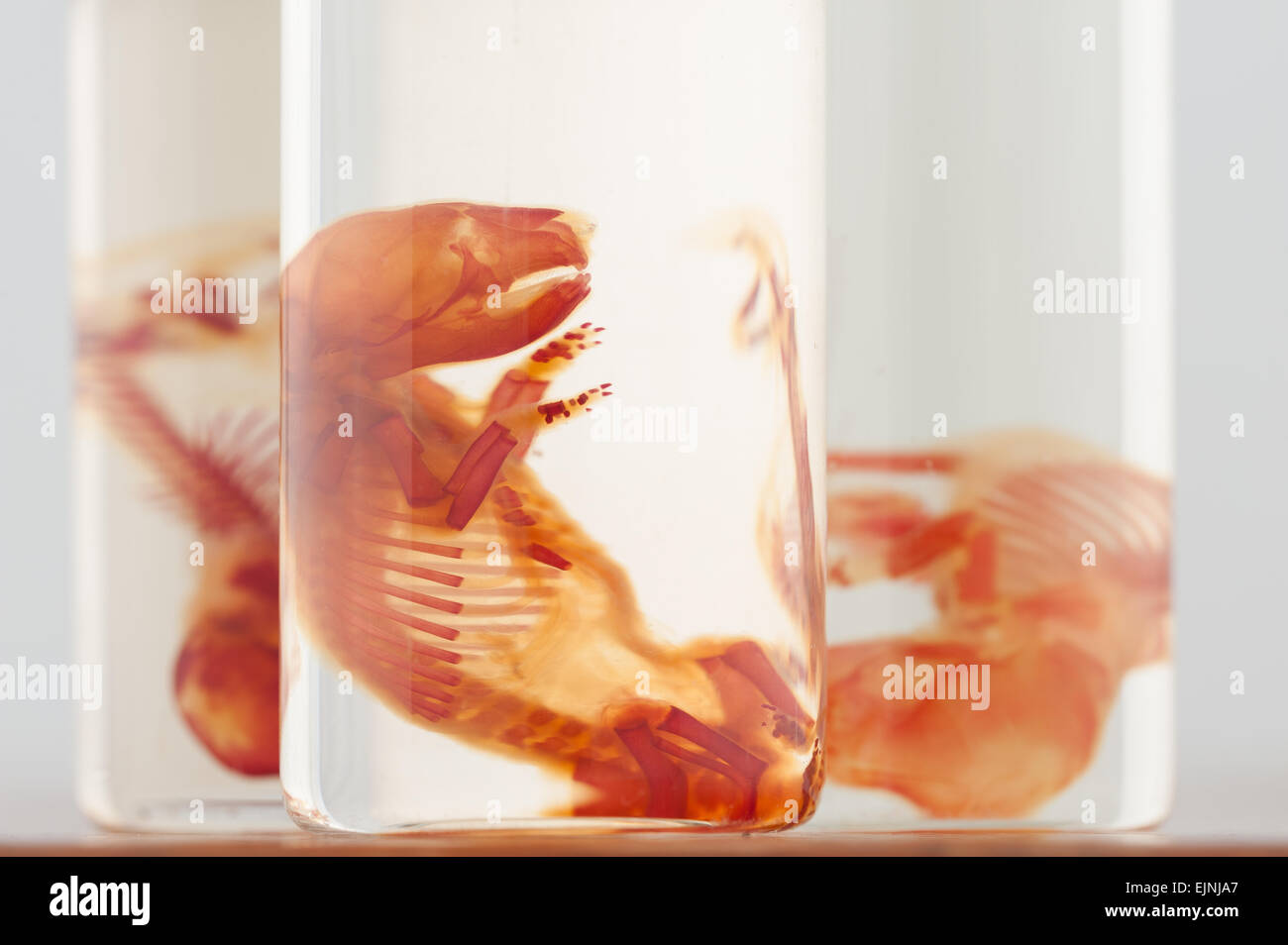 Scientific curiosities preserved rat fetus specimens in specimen jars ...