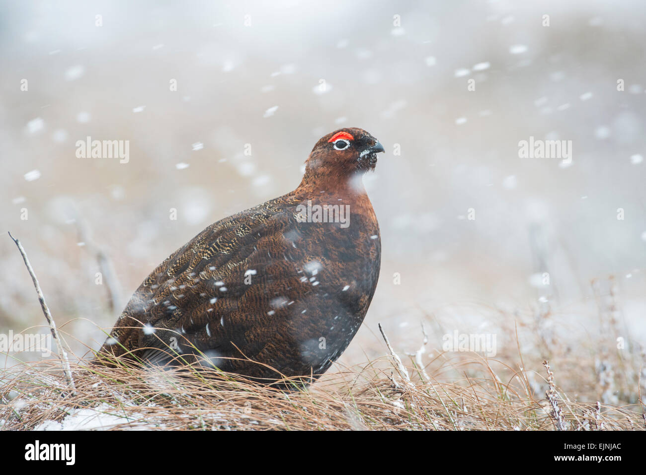 Red grouse (Lagopus lagopus scotica). The Scottish race of the willow grouse. Adult male photographed during a snow storm. Stock Photo