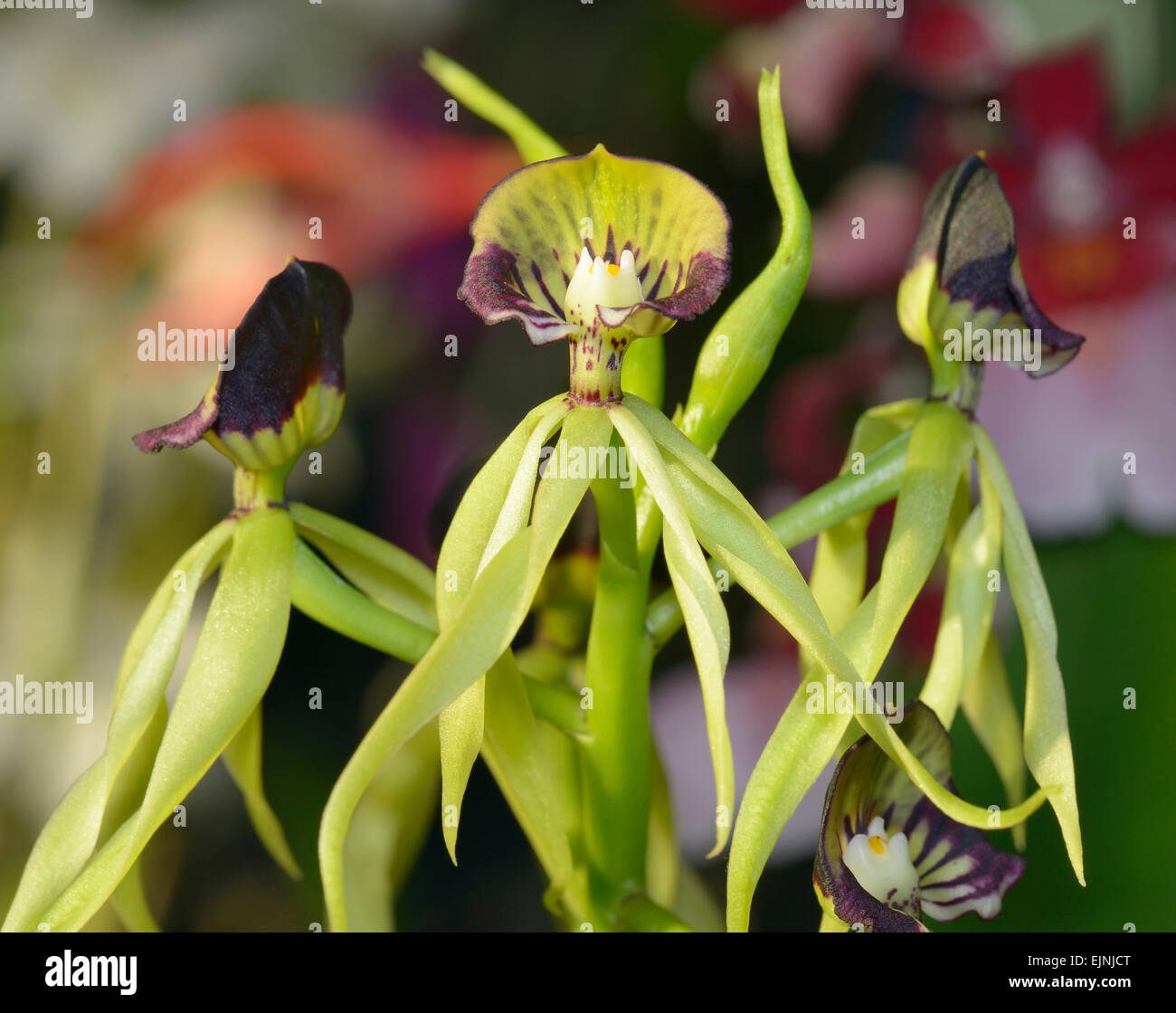 Cockleshell Orchid - Prosthechea cochleata from Central America Stock Photo