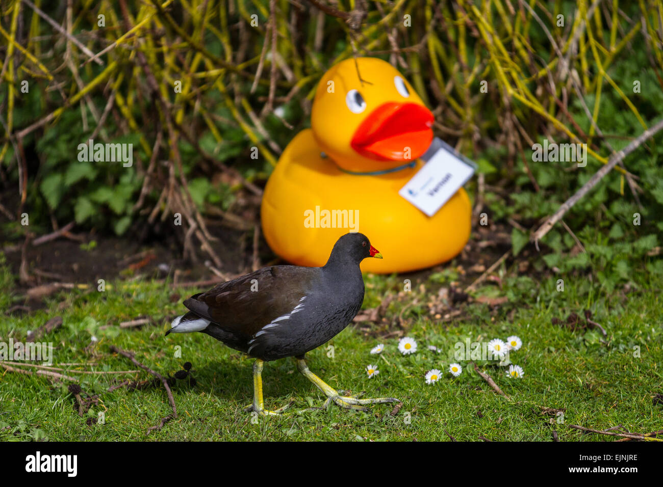 Martin Mere, Rufford, Southport, UK 30th March, 2015. Moorhen has a Strange Encounters at the Wildfowl & Wetland Centre as attractions appear in unlikely scenarios for the Easter holiday Duck Hunt. The annual GIANT Duck Hunt takes place with patrons searching for colourfully named rubber ducks in the grounds of the reserve.  Credit:  Mar Photographics/Alamy Live News Stock Photo