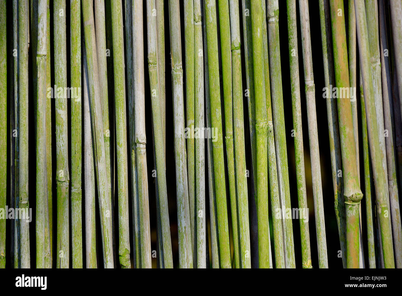 Bamboo Fence Stock Photo