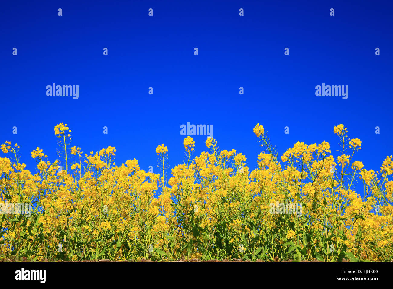 Field mustard Stock Photo Alamy