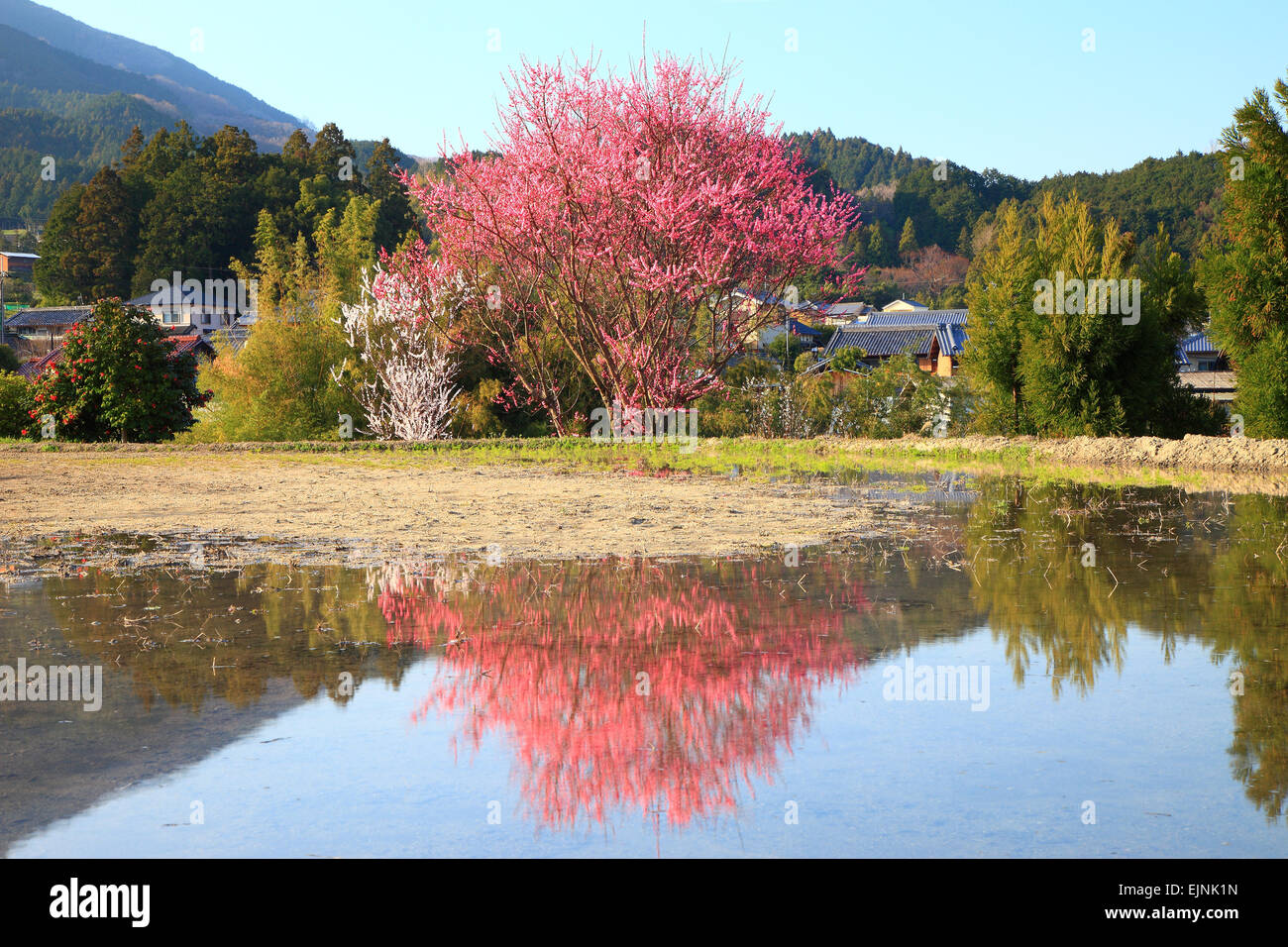 Nara plant hires stock photography and images Alamy
