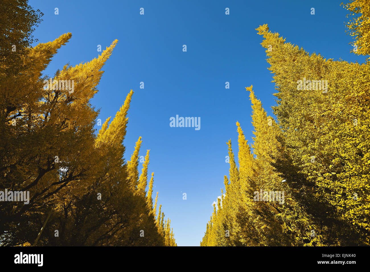 Ginkgo Biloba Trees Stock Photo Alamy
