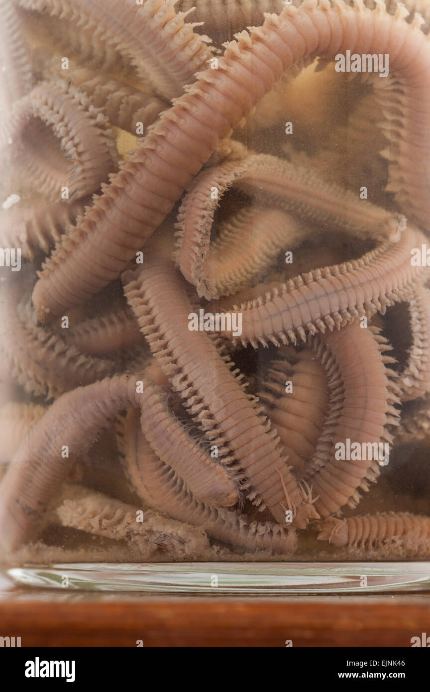 pickled preserved ragworm worms in preservative formaldehyde showing segmented body and legs Nereis diversicolor Stock Photo
