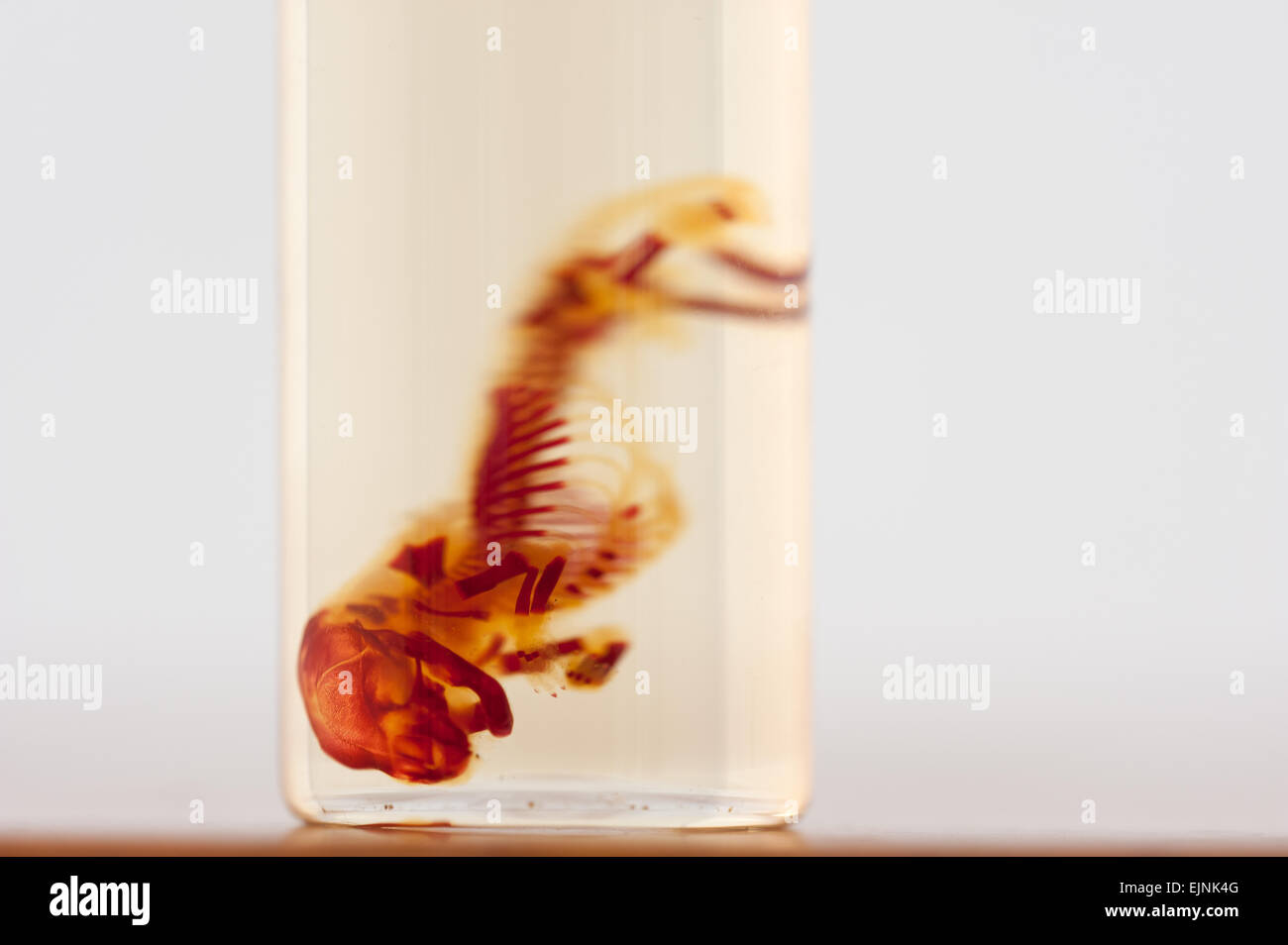 Dead Fetus Stock Photos & Dead Fetus Stock Images Alamy