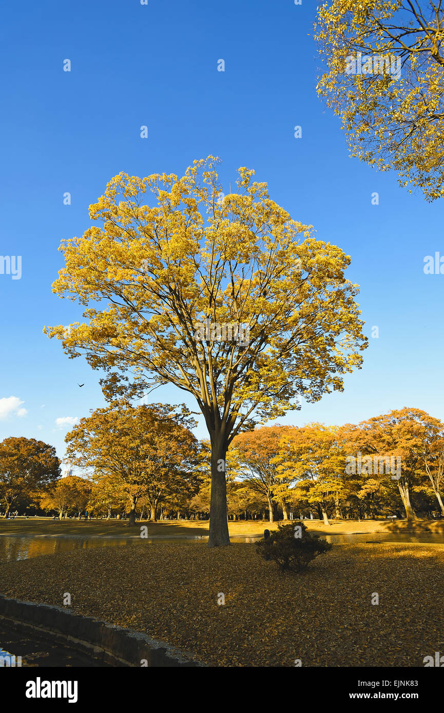 Yoyogi Park High Resolution Stock Photography and Images - Alamy