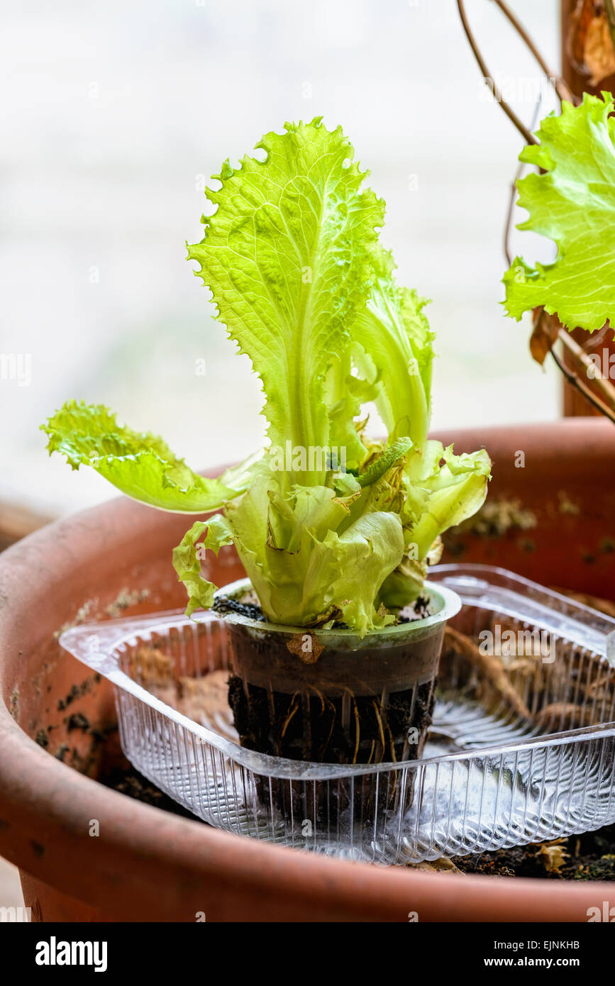 Recycling salad in recycled plastic trays Stock Photo Alamy