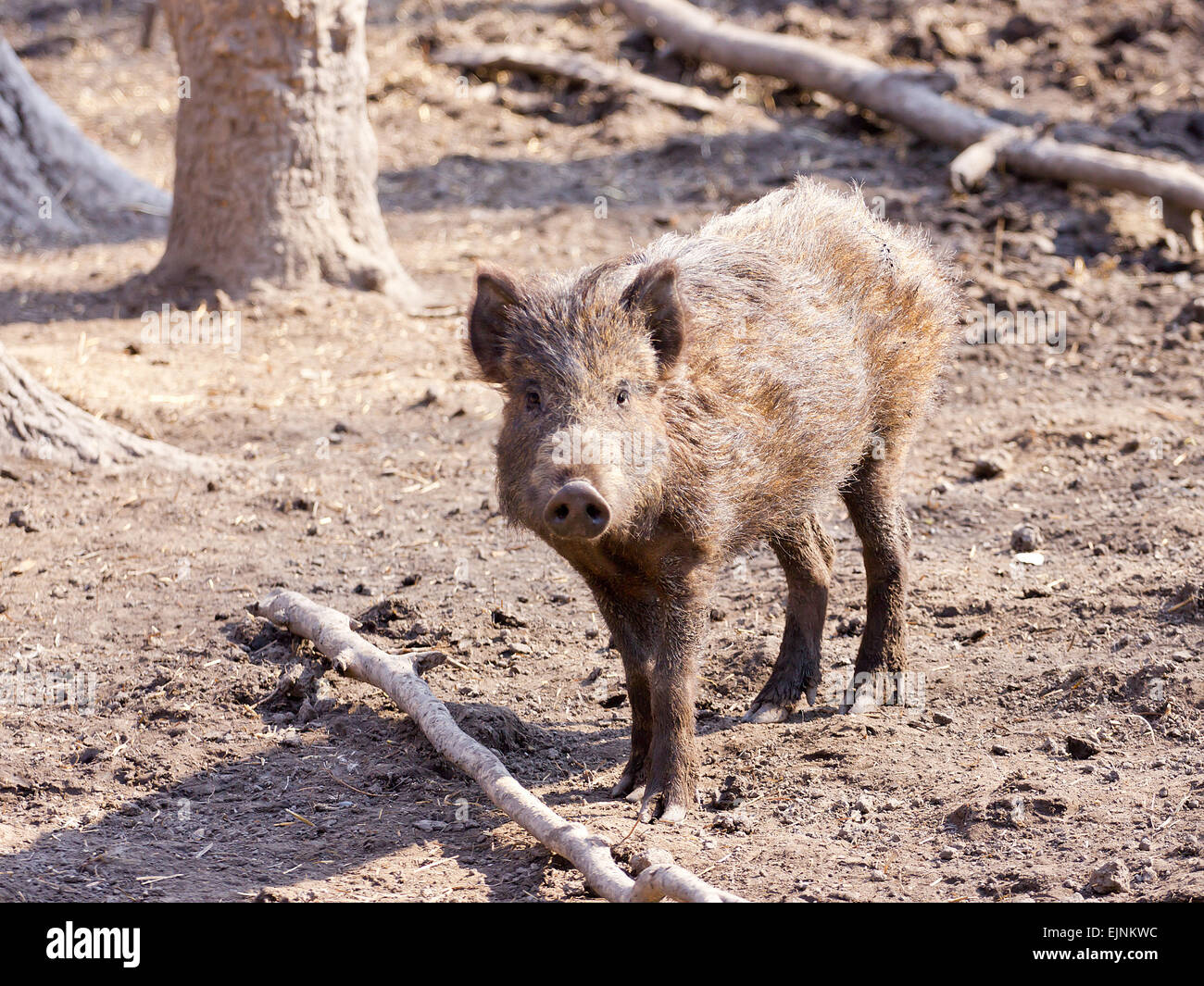 Wild swine playing in the wood Stock Photo