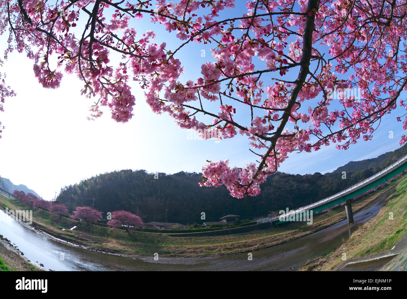 Sun and cherry blossoms hi-res stock photography and images - Alamy