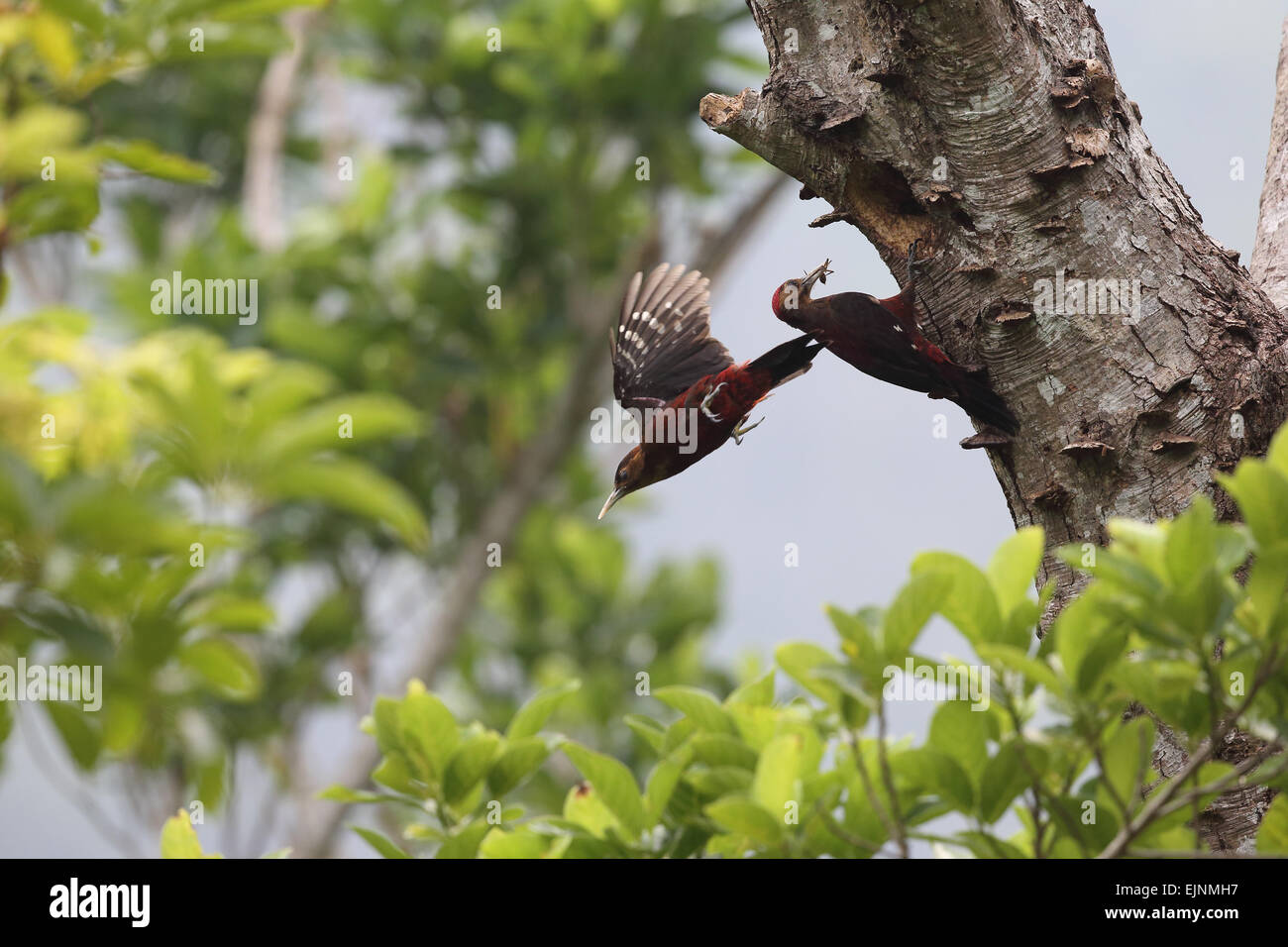 Okinawa woodpecker hi-res stock photography and images - Alamy